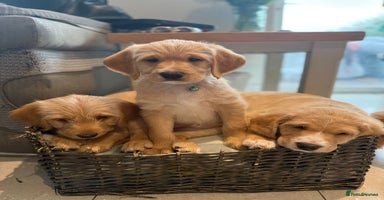 Australian Labradoodle dogs Australian Labradoodle Puppies F1b - Advert 7