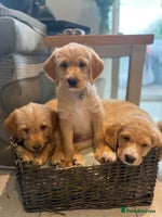 Australian Labradoodle dogs Australian Labradoodle Puppies F1b - Advert 7
