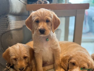 Australian Labradoodle dogs Australian Labradoodle Puppies F1b - Advert 5