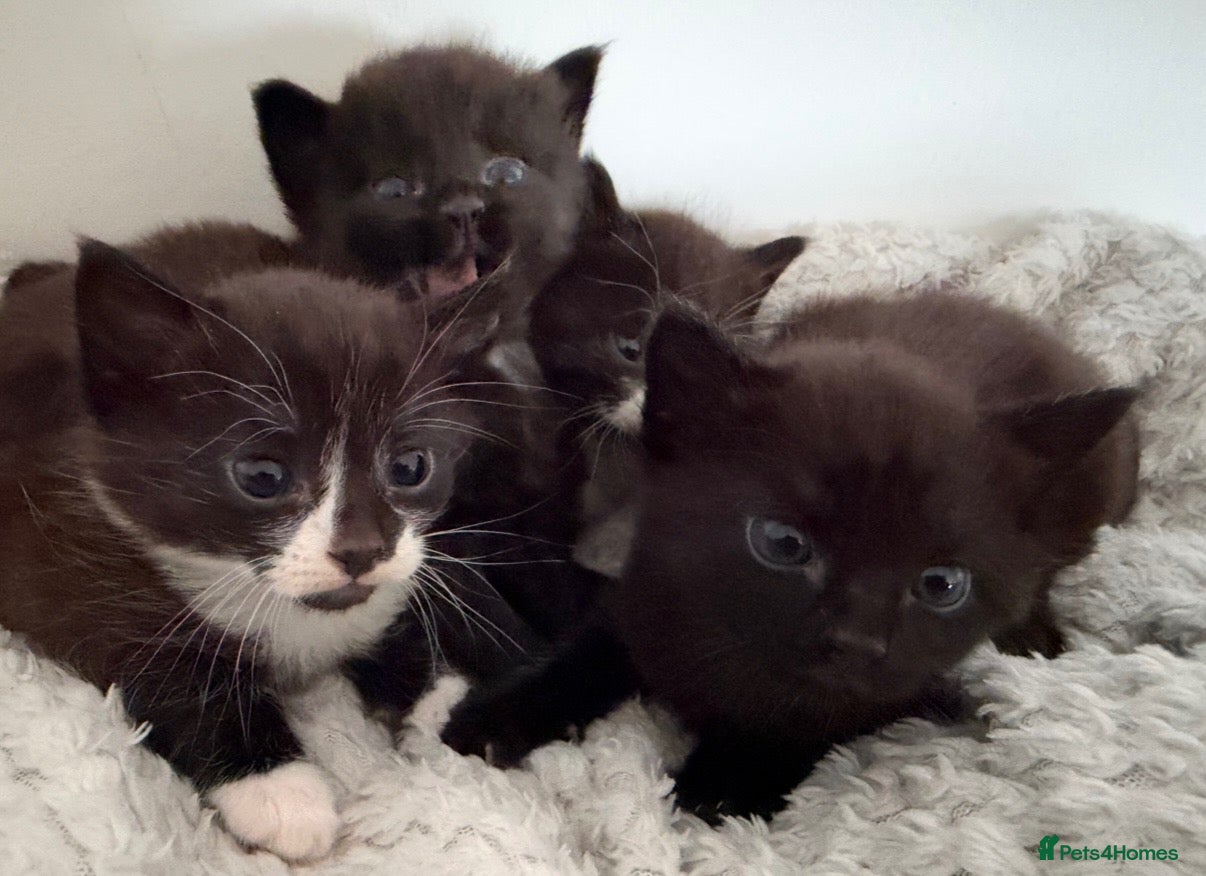 Mixed Breed cats Beautiful kittens  - Advert 1