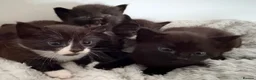 Mixed Breed cats for sale: Beautiful kittens  - Advert 1