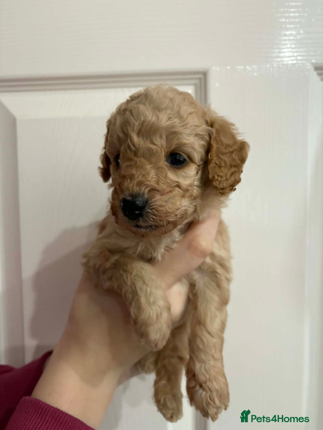 Cavapoo dogs for sale: Beautiful F1B Teddy Cavapoo Puppies - Advert 8