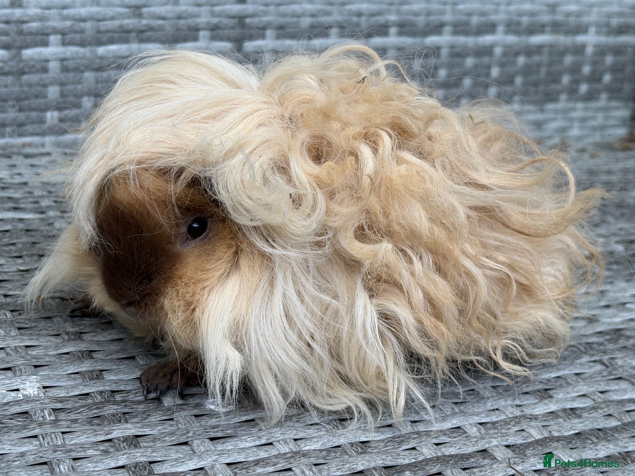 Guinea Pig rodents Purebred Lunkarya - Advert 1