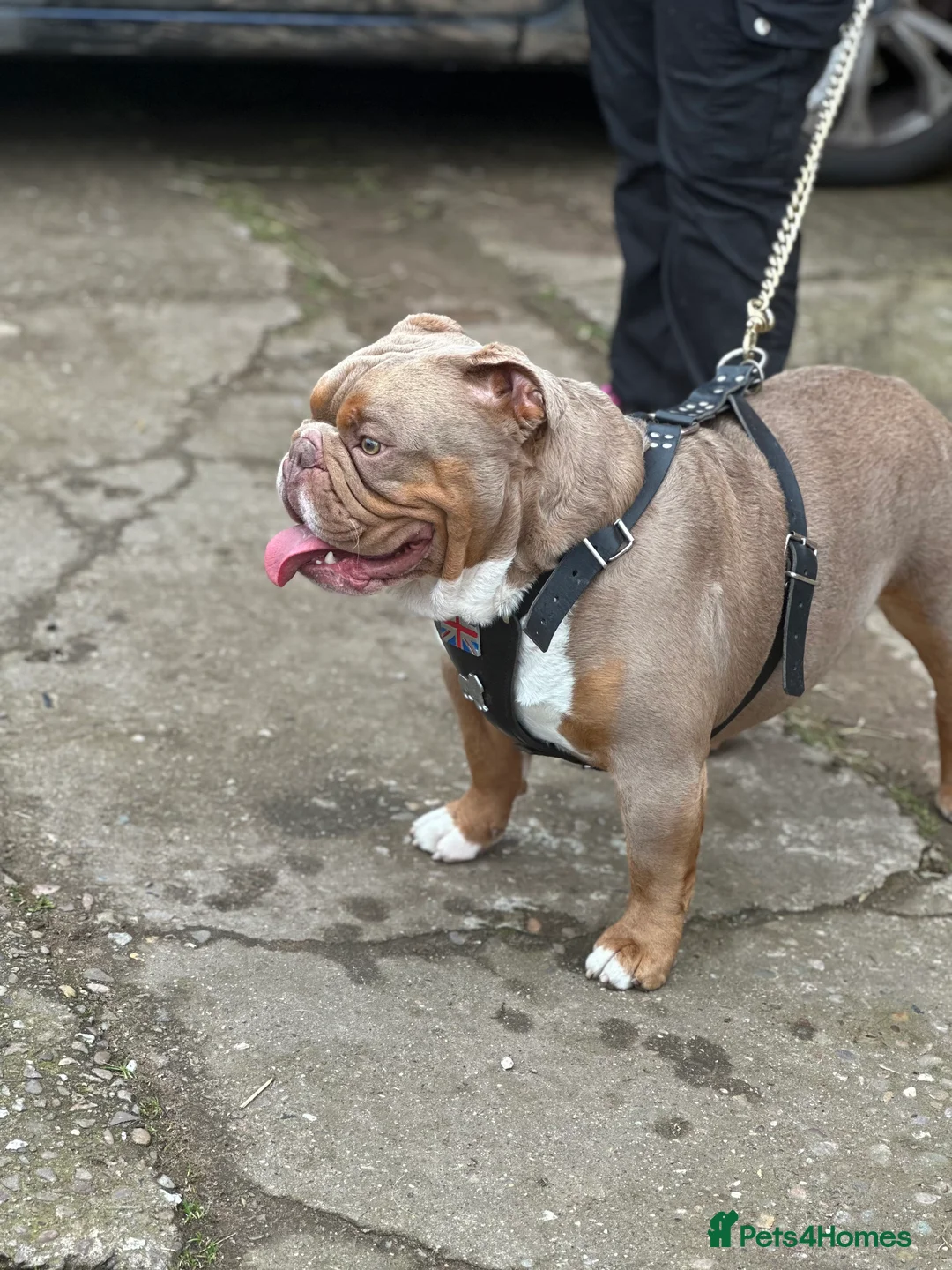 English Bulldog dogs for stud: KC fluffy and curly coat carrier bulldog stud  in Birmingham - Advert 12