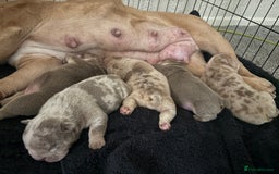 English Bulldog dogs for sale: English bulldog pups - Image 13
