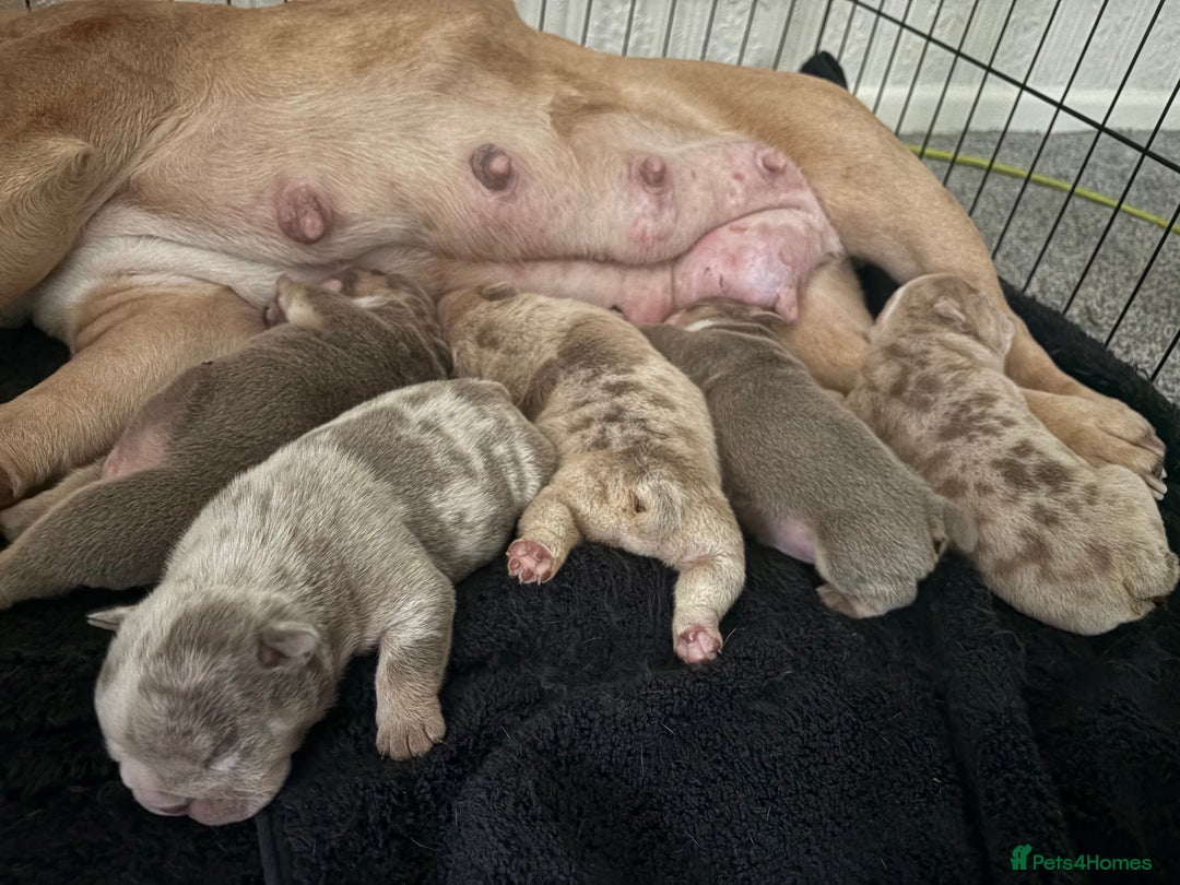 English Bulldog dogs for sale: English bulldog pups - Image 13
