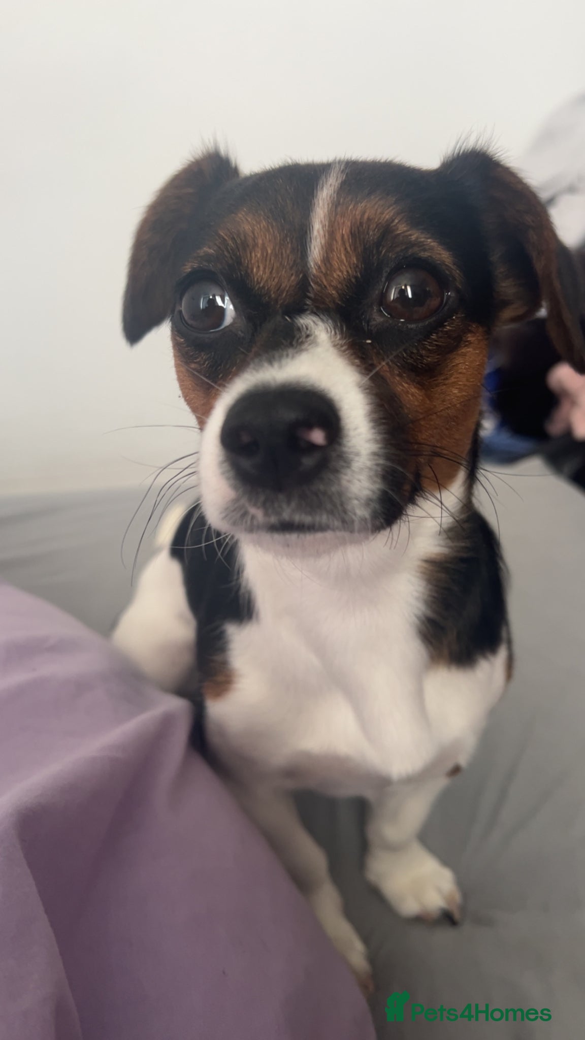 Jack Russell dogs for sale: 1 year old  in Trimdon Station - Advert 2