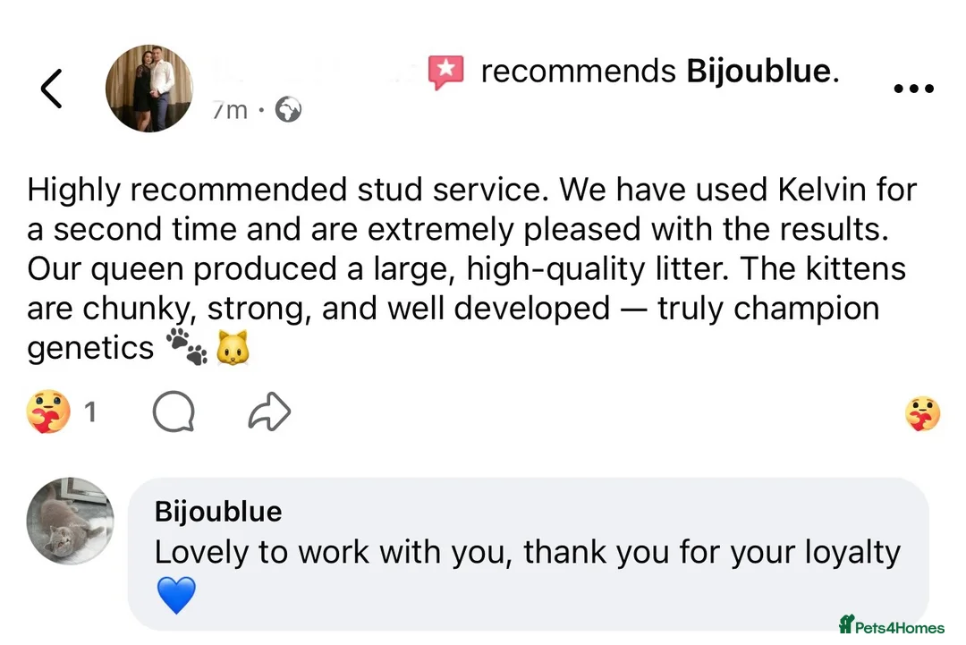 British Shorthair cats for stud: ⭐️ Two Imported Powerhouse Studs ⭐️ in London - Advert 23