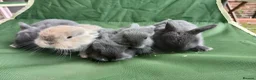 Mini Lop rabbits for sale: Beautiful mini lops  - Advert 15