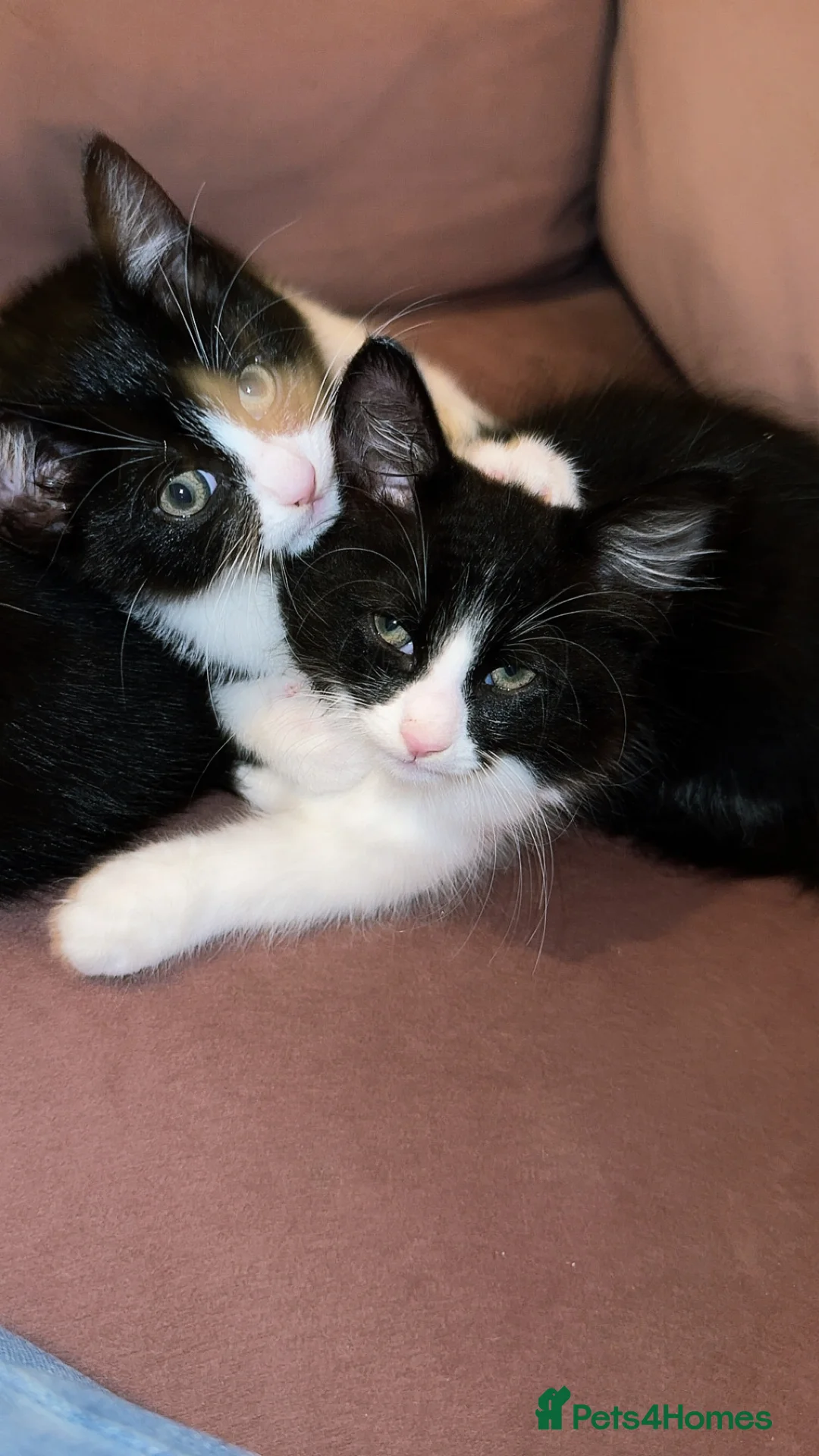 Mixed Breed cats for sale: Tuxedo ghost tabby  - Advert 6