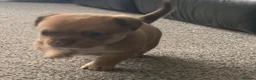 Chihuahua dogs for sale: Chihuahua 1 short haired beautiful boy - Advert 3