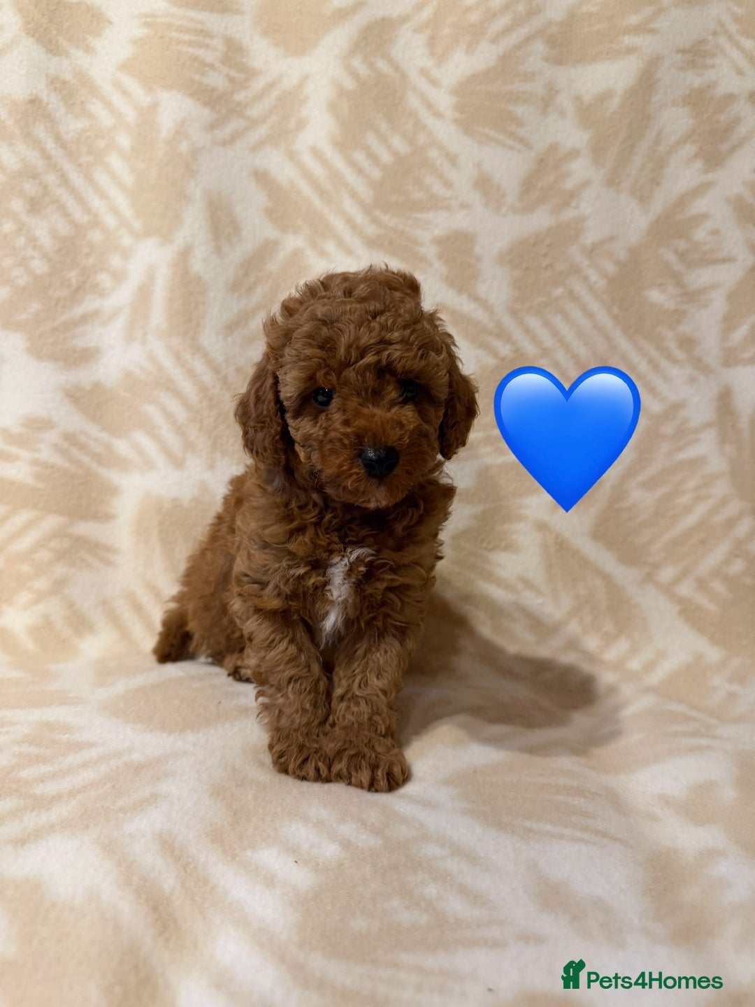 Toy Poodle dogs for sale: Beautiful toy poodles  - Advert 15