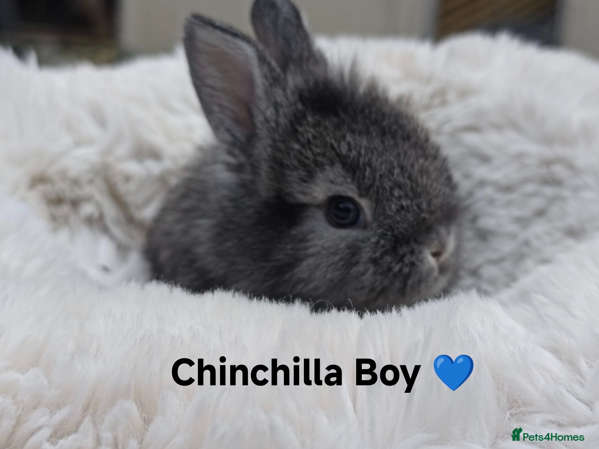 Mini Lop rabbits 5 Stunning Rare Mini Lion Lop Rabbits - Advert 2