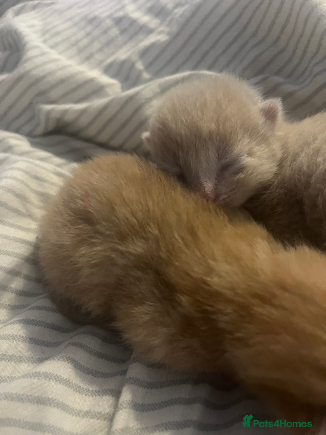 Domestic Shorthair cats for sale: 4 gorgeous kittens  - Image 2