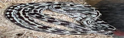 Snake reptiles for sale: Mixed Snakes - Advert 16