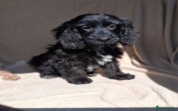 Cockapoo dogs for sale: Health tested show type cockapoo pups, fully vac.  - Image 3