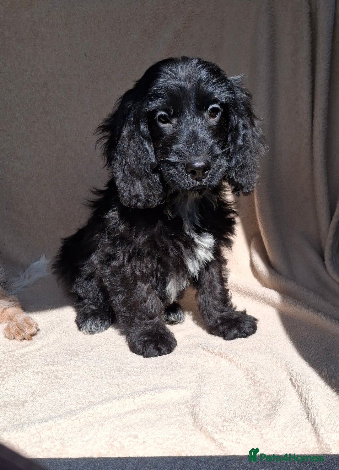 Cockapoo dogs for sale: Health tested show type cockapoo pups, fully vac.  - Image 3