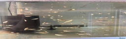 Ricefish fish for sale: Orange Medaka Japanese Ricefish (Oryzias latipes) in Malvern - Advert 4