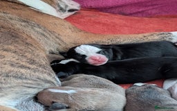 Old Tyme Bulldog dogs for sale: Old tyme bulldog pups  - Image 12