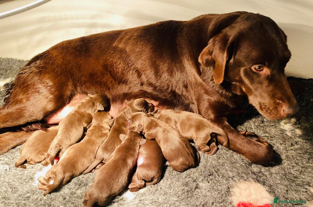Labrador Retriever dogs for sale: Chocolate Labrador puppies - Advert 9