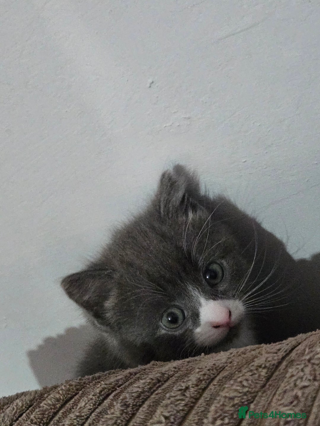 Domestic Shorthair cats for sale: 3 kittens  - Advert 6