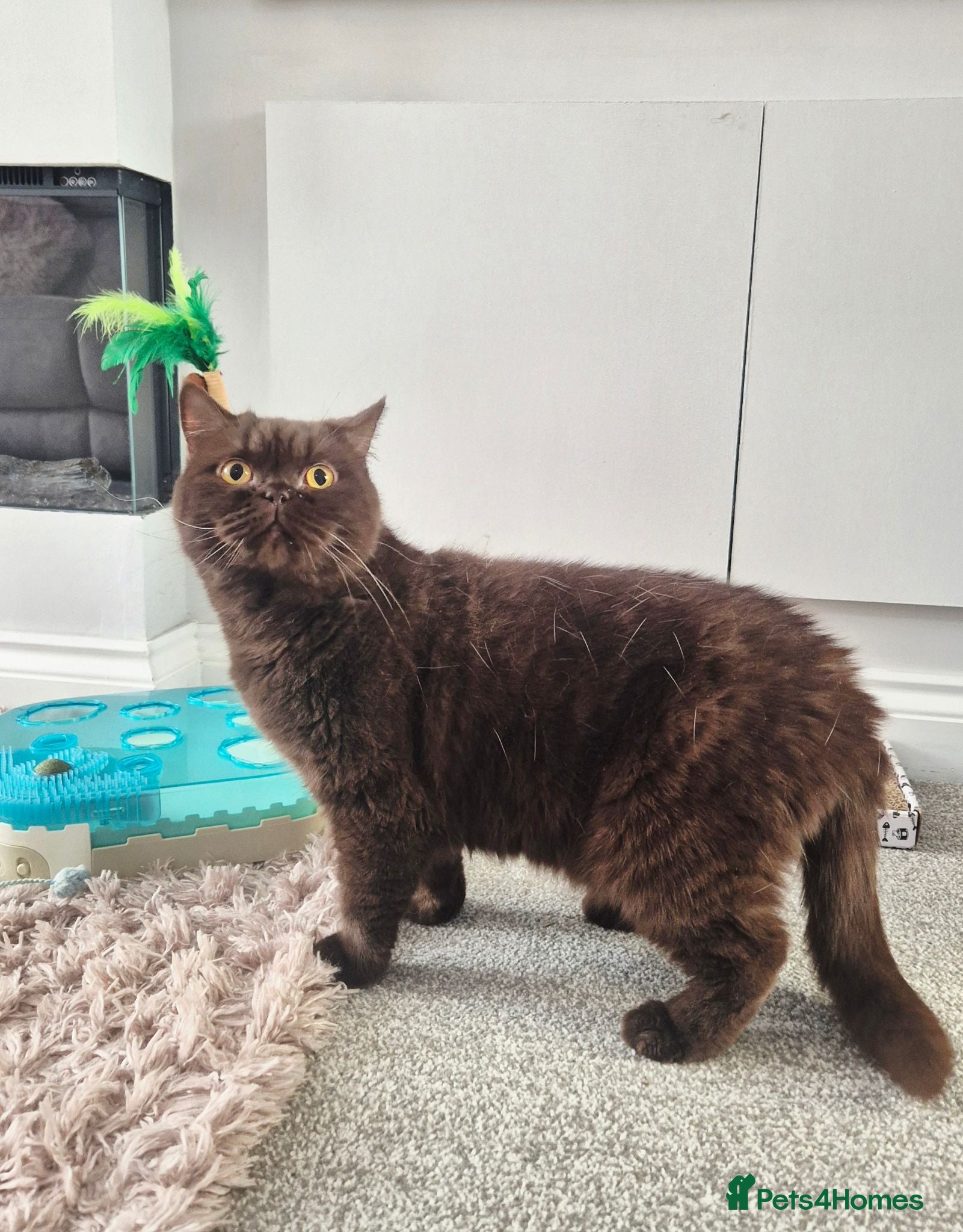 British Shorthair cats **GCCF Registered Retired Chocolate girl 'Hope' ** - Advert 17