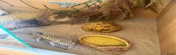 Leopard Gecko reptiles for sale: Leopard Gecko for sale in Wallingford - Advert 3