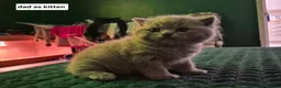 British Shorthair cats for sale: Beautiful chunky brittish short hair kittens - Advert 7