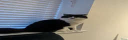 Mixed Breed cats for sale: Rehoming  in Morecambe - Advert 5