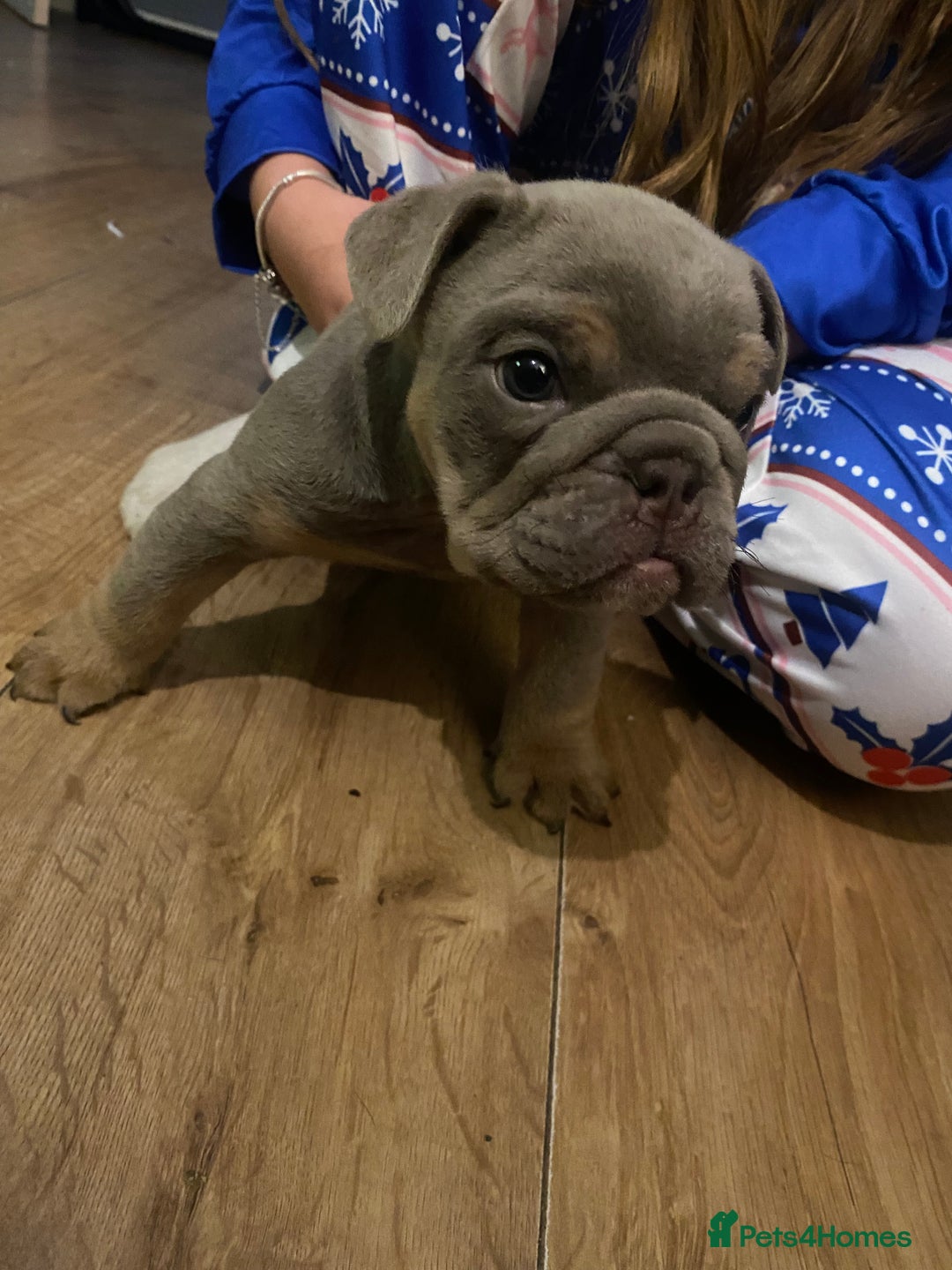 English Bulldog dogs for sale: Beautiful English bulldog puppies - Advert 3