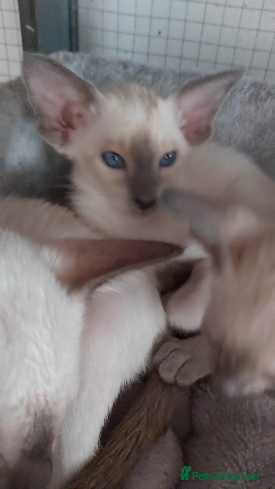 Oriental cats for sale: Full Pedigree Oriental 6 Kittens XL size ears GCCF - Image 28