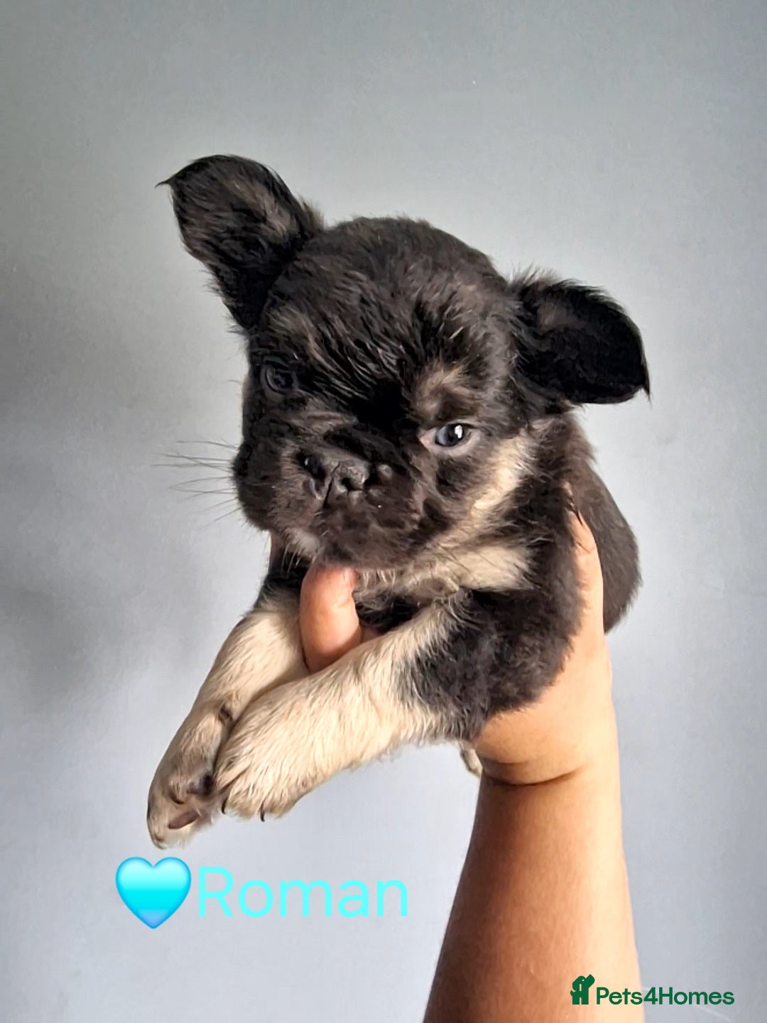 French Bulldog dogs for sale: Fluffy french bulldog puppies - Image 20