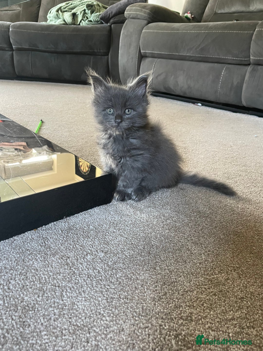 Maine Coon cats for sale: Maine coon kittens  - Advert 3