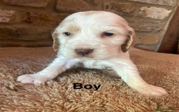 Cocker Spaniel dogs for sale: KC Cocker Spaniel Puppies  - Image 5