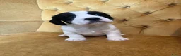 Mixed Breed dogs for sale: pugmation puppies in Chelmsford - Advert 5