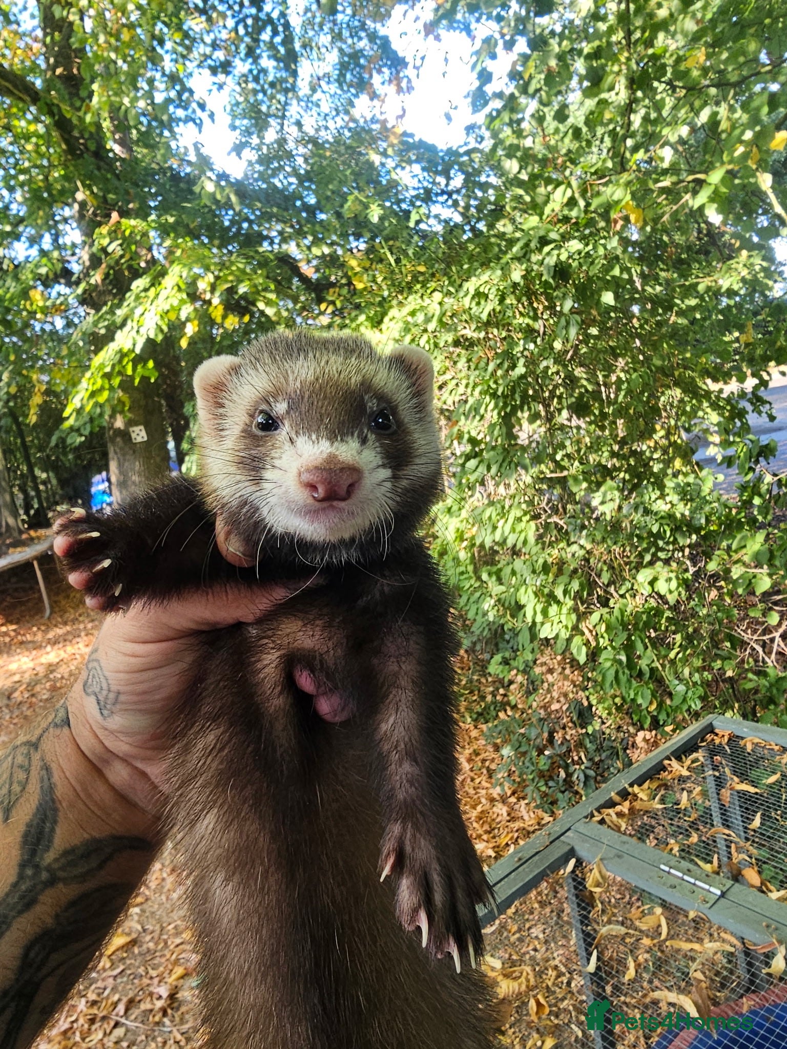 Ferret rodents Hobbs for sale - Advert 2