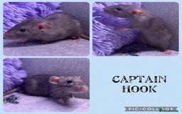 Rat rodents for sale: 4 female, 2 male dumbo rats and cages  - Image 4
