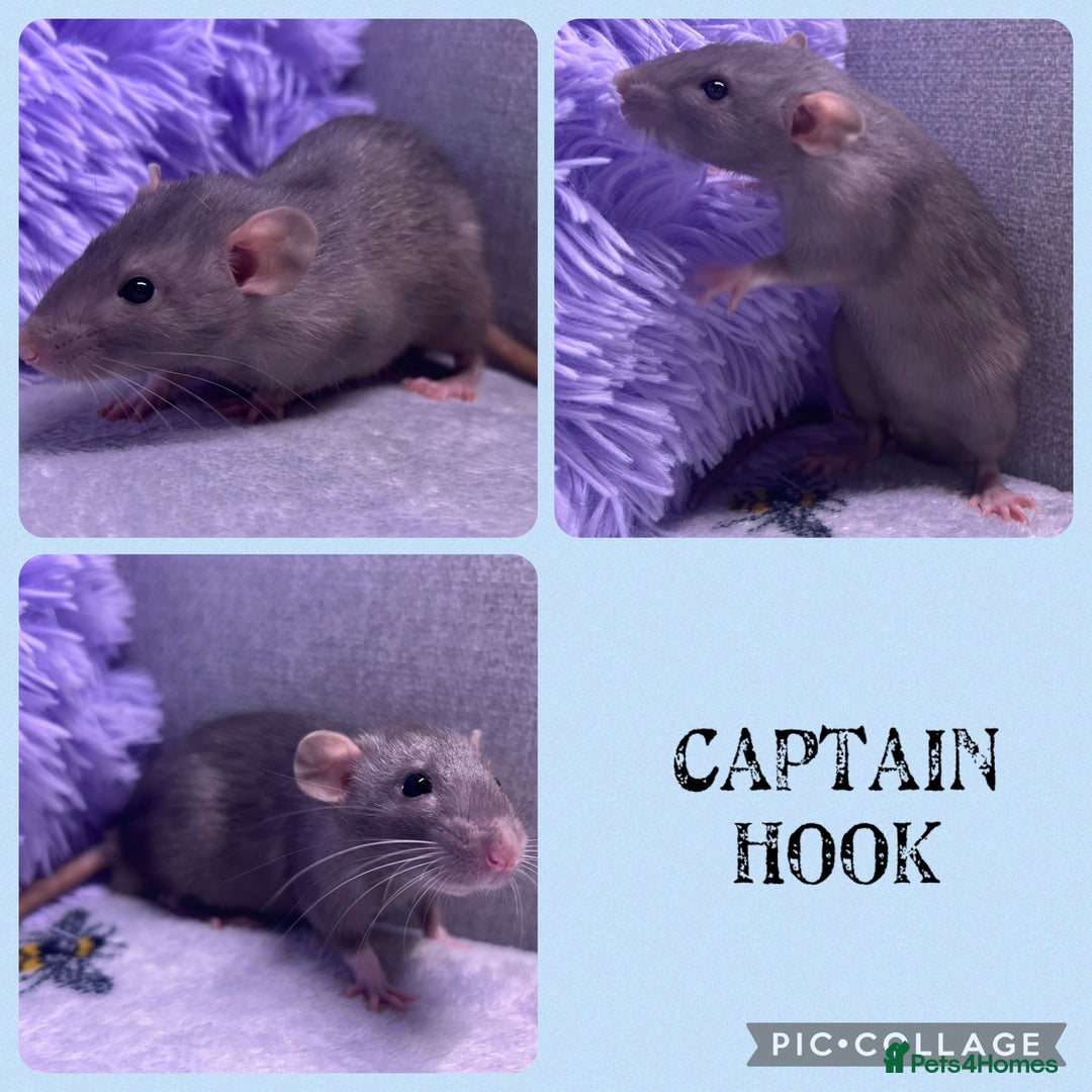 Rat rodents for sale: 4 female, 2 male dumbo rats and cages  - Image 4