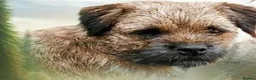 Border Terrier dogs for sale: 1 Boy available Border Terrier Puppies  in Whitchurch - Advert 3