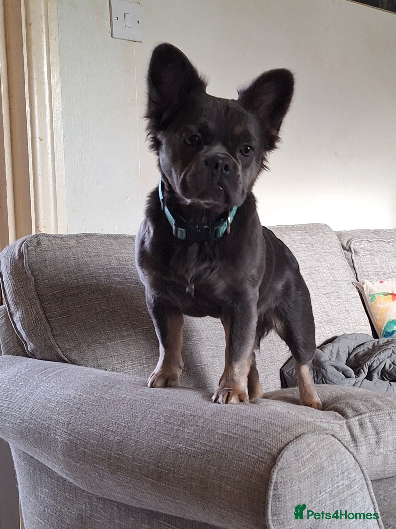 French Bulldog dogs 5 french bulldog  fluffy - Advert 1