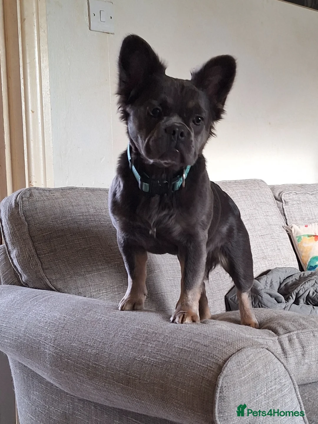 French Bulldog dogs for sale: 5 french bulldog  fluffy - Advert 1