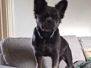 French Bulldog dogs 5 french bulldog fluffy - Advert 1