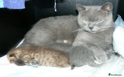 British Shorthair cats for sale: Pedegree British Blue + Tabby Shorthair Kittens - Image 16