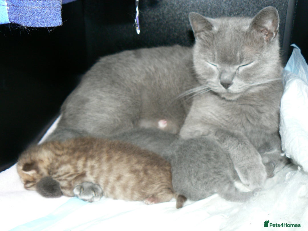 British Shorthair cats for sale: Pedegree British Blue + Tabby Shorthair Kittens - Image 16