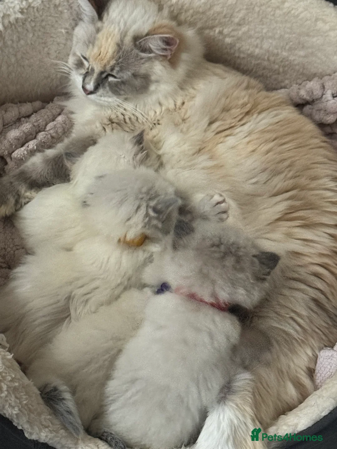 Ragdoll cats for sale: Champion GCCF kittens 🐱  - Advert 7