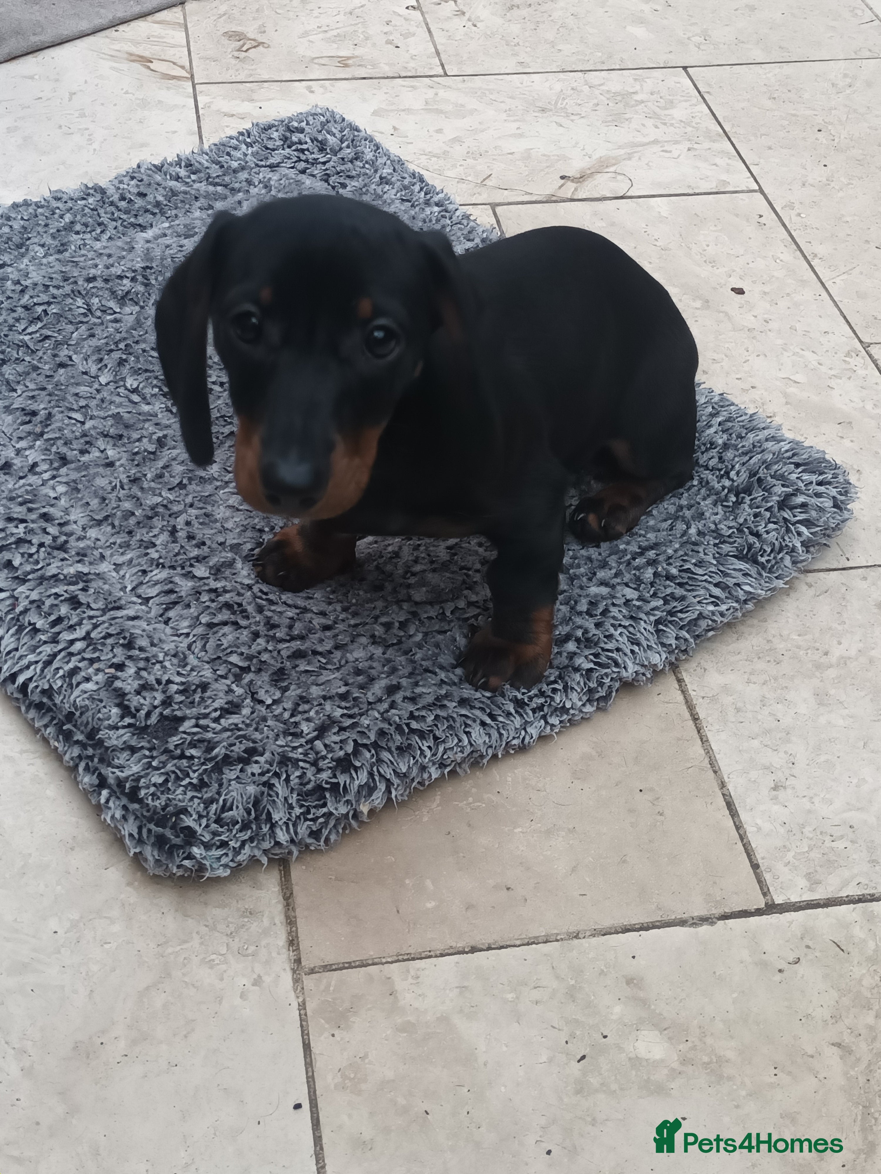 Miniature Dachshund dogs Black and Tan Miniature Dachshund puppy 1 girl - Advert 11