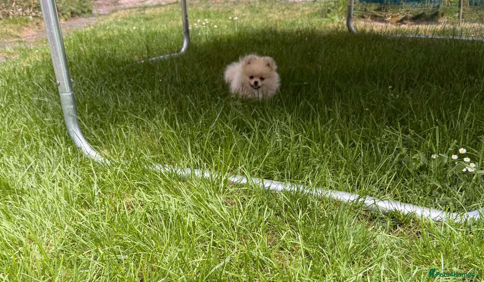 Pomeranian dogs ✨Exceptional Pomeranian Puppy -Ready Now✨ - Advert 1