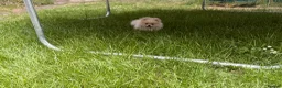 Pomeranian dogs for sale: ✨Exceptional Pomeranian Puppy -Ready Now✨ - Advert 2