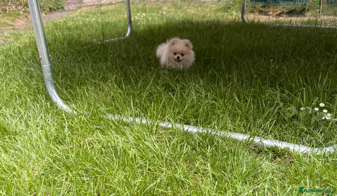 Pomeranian dogs for sale: ✨Exceptional Pomeranian Puppy -Ready Now✨ - Advert 2