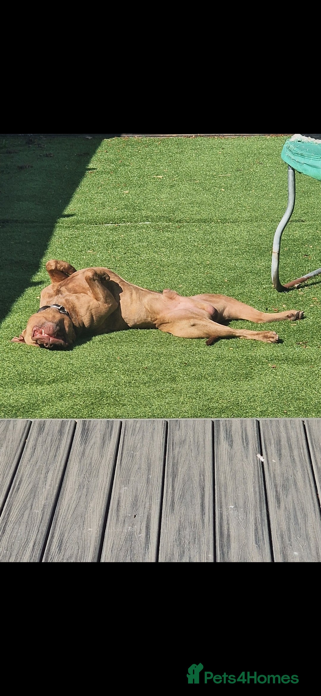 Mixed Breed dogs for sale: Meet Nelson - Image 5